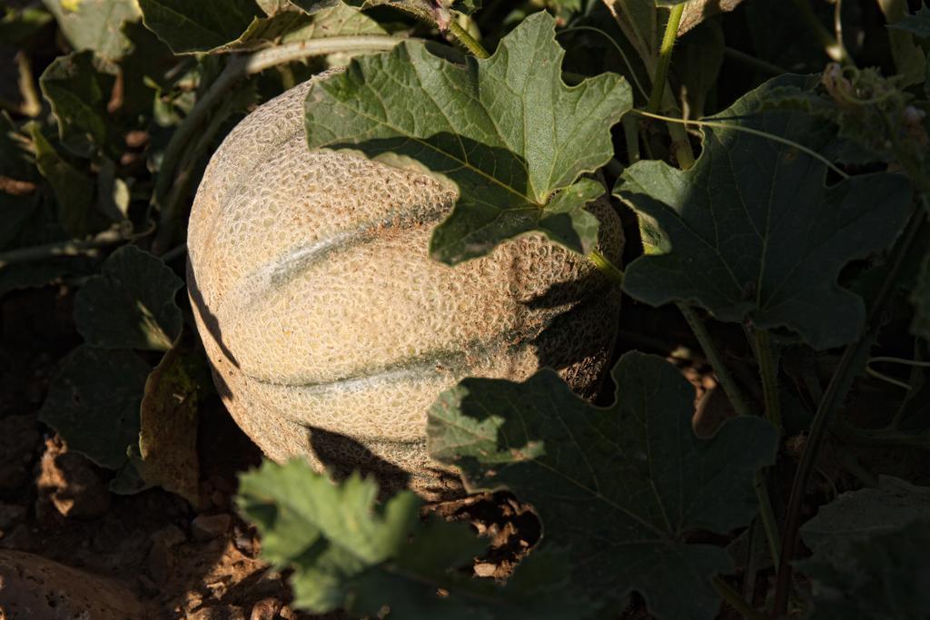 Willa Podere Casella Castiglione dʼOrcia Zewnętrze zdjęcie